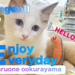 【 ラグドール 】動画必見！！ケリグルミが落ちた時の表情に大注目！