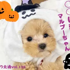 【 ほっこり北通Vol.122 】ハロウィン仮装してみたマルプーちゃん！