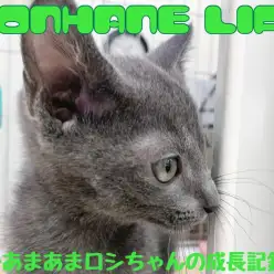 【ロシアンブルー成長ログ】甘々ロシちゃん、入店から20日の成長記録！