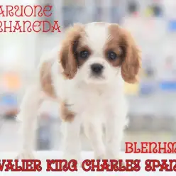 【キャバリア 】小顔のブレンハイム！幸福を運ぶロザンジュを持つ癒し系女子降臨！