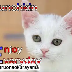 【 マンチカン 】ネコ界のスポーツカーは語る！高いところが好きな理由！