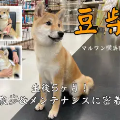 【 豆柴 】お散歩練習＆メンテナンスに密着！生後5ヶ月の従順女子！