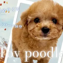 【 トイプードル 】ドワーフ体型で小さめサイズのトイプードルちゃんが降臨!