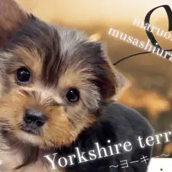 【 ヨークシャーテリア 】小さな身体に詰め込んだ魅力を大放出します！