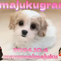 【 イマジュクグラム 】キャバリアハーフ犬！キャバションの女の子が聖地に登場！