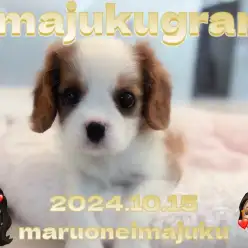 【 イマジュクグラム 】王道ブレンハイム！垂れ目困り顔な女の子が聖地に降臨！