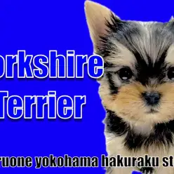 【 ヨークシャーテリア 】落ち着きと元気さを兼ね備えた甘えん坊BOY！