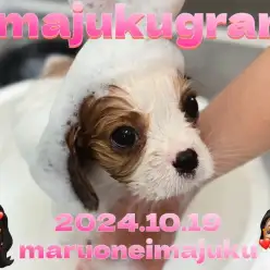 【 イマジュクグラム 】甘えん坊なキャバリアちゃまのシャンプーデビューに密着！