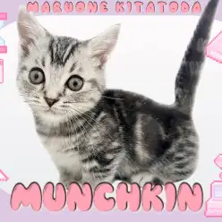 【 マンチカン 】短足代表！シルバータビーが美しいマンチカンが北戸田に登場！