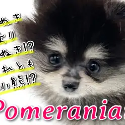 【 ポメラニアン 】たぬき？！子熊？！横浜元町に現れた小さめポメちゃん！