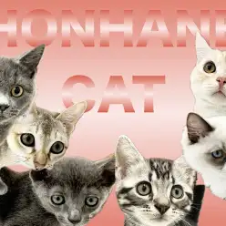 【 ホンハネニャンズ 】10/3版マルワン本羽田店の可愛いネコちゃまをご紹介！