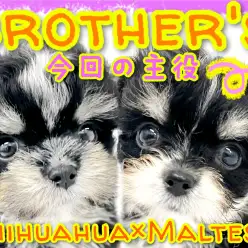 【 MIX 】チワワ×マルチーズMIX兄妹ちゃんの妹ちゃんをご紹介！！