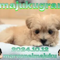 【 イマジュクグラム 】アプリコットが輝く最強MIX！マルプーの男の子が登場！