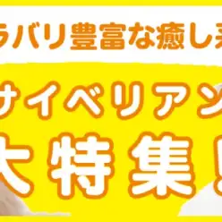 【 サイベリアン特集 】10/24現在在店中のゴージャスCAT！最新動画は必見！