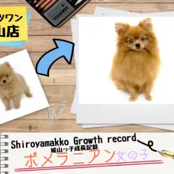【 ポメラニアン 】城山っ子成長報告！2024年10月7日