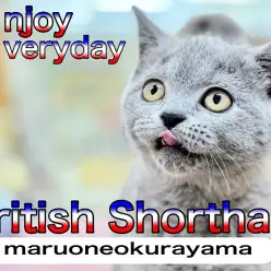 【 ブリティッシュショートヘア 】丸みが増してきた可愛い少女は寝顔も可愛かった！