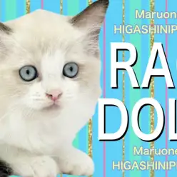 【 ラグドール 】肉球は夢のピンク色！キャットタワー選びや遊びの注意点も