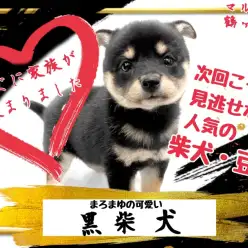 【 柴犬 】『今回もあっという間に家族が決まる』凛々しく美しい日本犬代表！柴犬