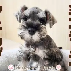 【 ミニチュアシュナウザー 】歴代トップクラスの美少女シュナちゃん降臨！