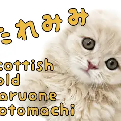 【  スコティッシュフォールド 】たれみみまんまるスコちゃんが横浜にやってきた！