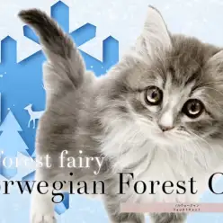 【 ノルウェージャンフォレストキャット 】チャンピオンの血を引く群青キャット！