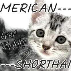 【 アメリカンショートヘア 】横浜元町店登場！アメショちゃんの魅力を教えます！