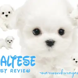 【 マルチーズ 】マズル短めドワーフボディ！！永遠のバブちゃん！