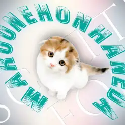 【スコティッシュフォールド】超プレミアム！パーフェクトすぎる三毛猫プリンセス！