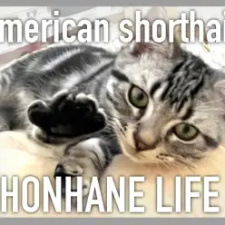 【 アメリカンショートヘア成長ログ 】様々な寝姿を見せてくれたアメショちゃん!