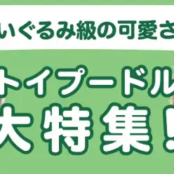 【 トイプードル特集 】11/28現在在店中の大人気犬種！最新動画は必見！
