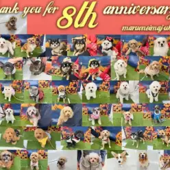 【 周年祭 】52頭のわんにゃん大集合！マルワン横浜今宿店8歳のバースデー！