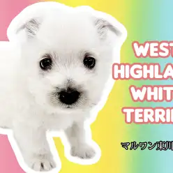 【 ウェストハイランドホワイトテリア 】希少な白いテリア！ウェスティの女の子登場