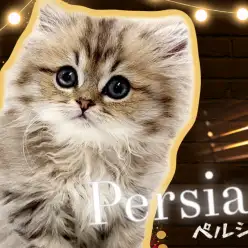【 ペルシャ 】プレミアム級の可愛さと抜群の毛量のセレブキャットが舞い降りた！