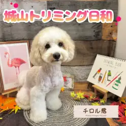 【 城山トリミング 】城山トリミング日和 No.22『チロルちゃん』