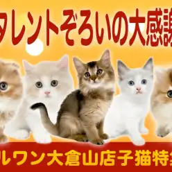 【 お客様大感謝祭特番 】マルワン大倉山店自慢の素敵なにゃんこ達をご紹介！
