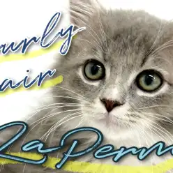 【 ラ・パーマ 】カーリーヘアに期待高まるもふキャットが横浜に降臨！