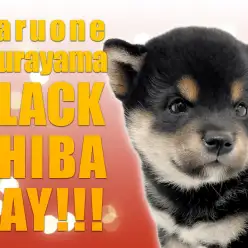 【 黒柴 】黒×黒の鉄錆ブラック！！どっしり大きめ柴犬はこの子に決まり！！