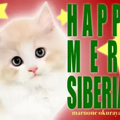 【 サイベリアン 】特技はエアーフミフミ！ゴージャスな甘えん坊ニャンコ！