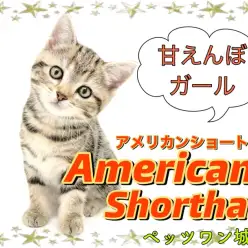 【 アメリカンショートヘア 】オンオフの切り替え・甘え上手のアメショちゃん登場