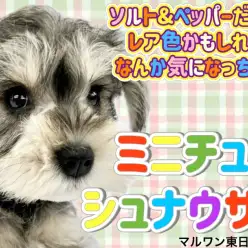 【 ミニチュアシュナウザー】ウィートンっぽさもある珍しいコートカラーの女の子！