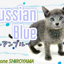 【 ロシアンブルー 】スタッフイチオシ！超甘えん坊にゃんこ