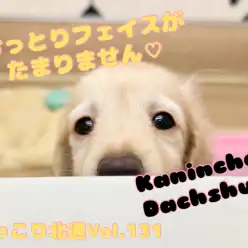 【 ほっこり北通vol.131 】ほのぼの系わんこダックスちゃんが登場！