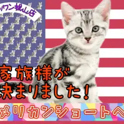 【 アメリカンショートヘア 】次は見逃さないで！ギャップ萌えにゃんこ