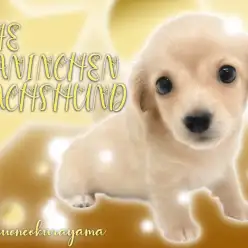 【 カニンヘンダックス 】黄金色に光輝く大人気のイエロー！食欲旺盛な短足娘！