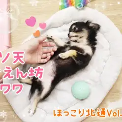 【 ほっこり北通Vol.129 】へそ天で甘える激かわチワワちゃん！