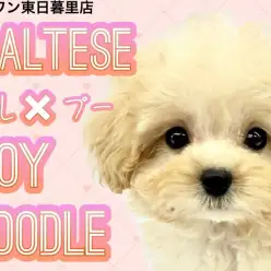 【 MIX マルプー 】ビタミンカラーであざとドールフェイスな女の子