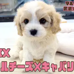 【 マルキャバ 】大きなタレ目と短い手足が可愛い最強MIXがやって来た!