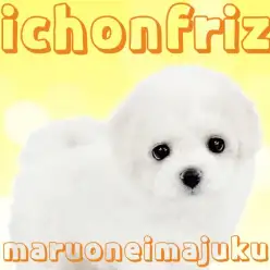 【 ビションフリーゼ 】ドワーフ体型が愛らしい目ヂカラ最強のフレンドリーな女の子