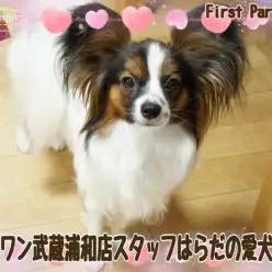 【 ファーストパートナー 】マルワンさいたま武蔵浦和店スタッフはらだの愛犬物語！