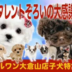【 お客様大感謝祭特番 】マルワン大倉山店自慢の素敵なワンちゃん達をご紹介！